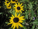 photo thumbnail #14