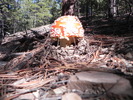 photo thumbnail #1