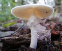 photo thumbnail #11
