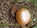 photo thumbnail #8