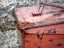 photo thumbnail #2
