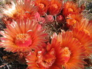 photo thumbnail #7