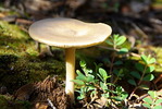 photo thumbnail #1