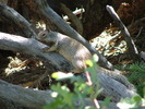 photo thumbnail #12