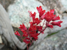 photo thumbnail #2
