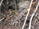 photo thumbnail #10