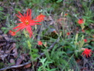 photo thumbnail #4