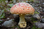 photo thumbnail #7