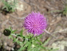 photo thumbnail #5