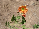 photo thumbnail #9