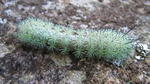 photo thumbnail #13