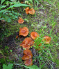 photo thumbnail #11