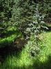 photo thumbnail #12