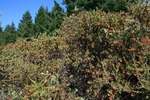 photo thumbnail #8