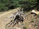 photo thumbnail #11