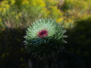photo thumbnail #10