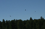 photo thumbnail #15