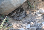 photo thumbnail #13