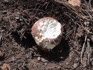 photo thumbnail #2