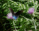 photo thumbnail #6