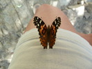 photo thumbnail #10
