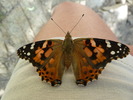 photo thumbnail #11