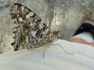 photo thumbnail #13