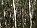 photo thumbnail #14