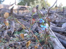 photo thumbnail #4