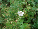 photo thumbnail #7