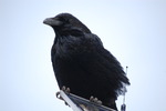 photo thumbnail #13