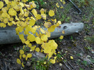 photo thumbnail #5