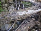 photo thumbnail #9