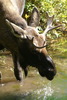 photo thumbnail #12