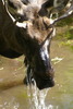 photo thumbnail #15