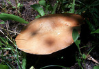photo thumbnail #13