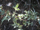 photo thumbnail #6