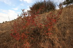photo thumbnail #15