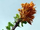 photo thumbnail #10