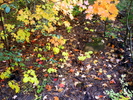 photo thumbnail #13
