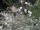 photo thumbnail #13