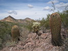photo thumbnail #6
