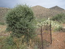 photo thumbnail #4