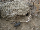 photo thumbnail #10