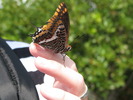 photo thumbnail #4