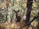 photo thumbnail #10