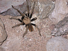 photo thumbnail #1