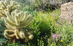 photo thumbnail #6