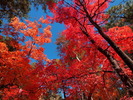 photo thumbnail #15