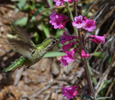 photo thumbnail #12